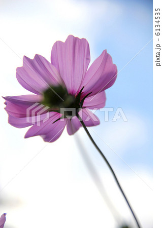 コスモス 6134535