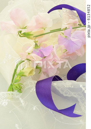 スイトピー 6134852