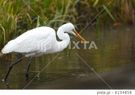 ダイサギの食事 6134858