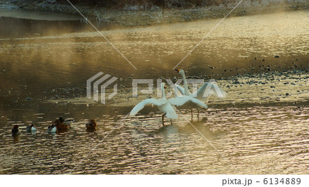 白鳥の求愛 6134889