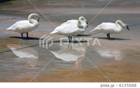 White Swans White Swans 6135088