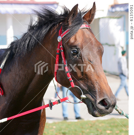 Horses portrait Horses portrait 6135091