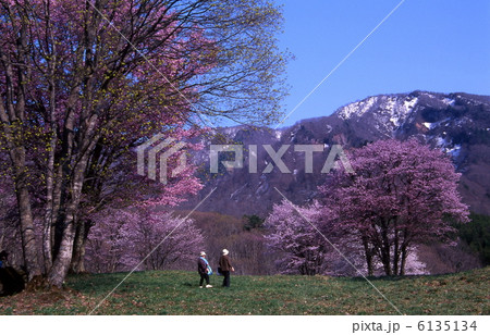 残雪の山と大山桜 残雪の山と大山桜 6135134