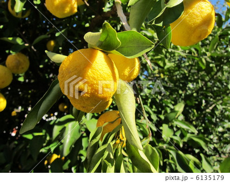 柚子 6135179