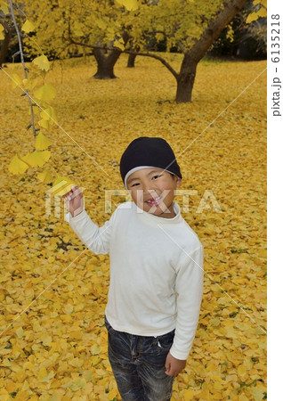 銀杏 銀杏 6135218