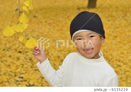 銀杏 銀杏 6135219