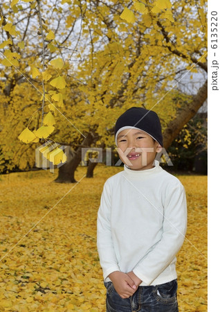 銀杏 銀杏 6135220