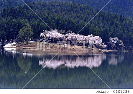 残雪と満開の桜 6135288