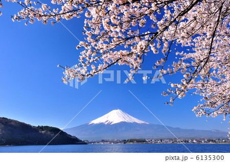 満開の桜と富士山 6135300