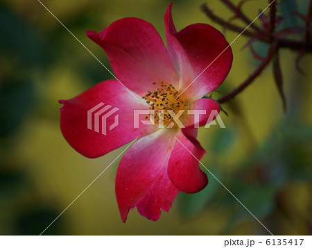 カクテル赤い花 6135417
