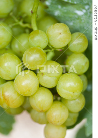 ブドウ　瀬戸ジャイアンツ 6135867