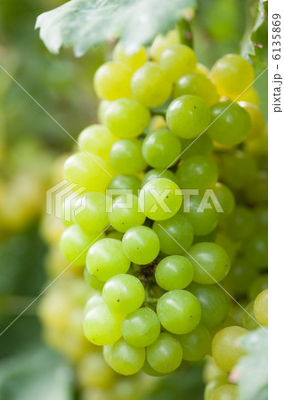 ブドウ　ユメ 6135869