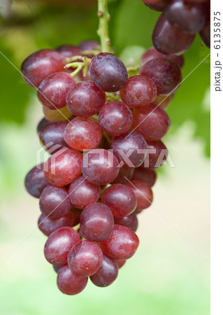 ブドウ ウィンク ブドウ ウィンク 6135875