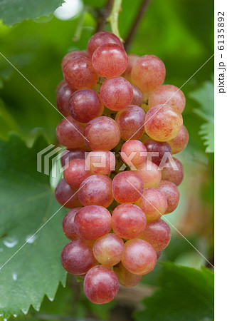 ブドウ畑 甲斐乙女 ブドウ畑 甲斐乙女 6135892