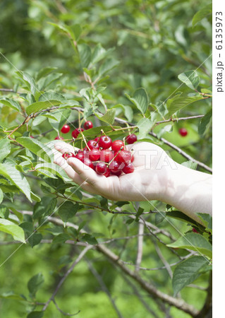 チェリーの手 6135973