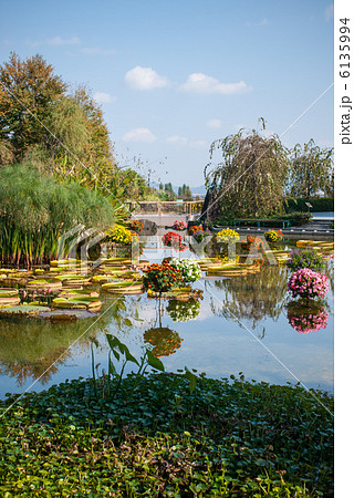 草津市立水生植物公園みずの森 花影の池の写真素材