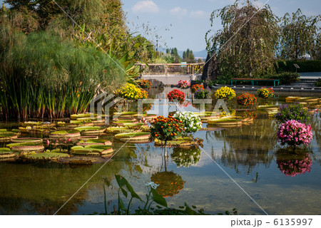 草津市立水生植物公園みずの森　花影の池 6135997