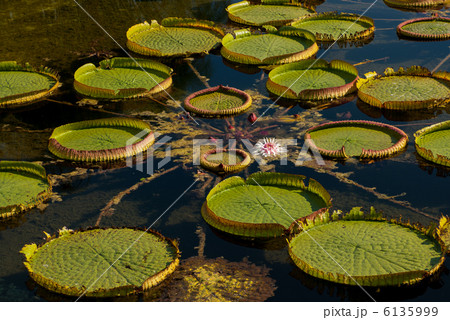 草津市立水生植物公園みずの森　花影の池のオニハス 6135999