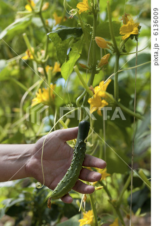 温室内のキュウリの近くに手 温室内のキュウリの近くに手 6136009