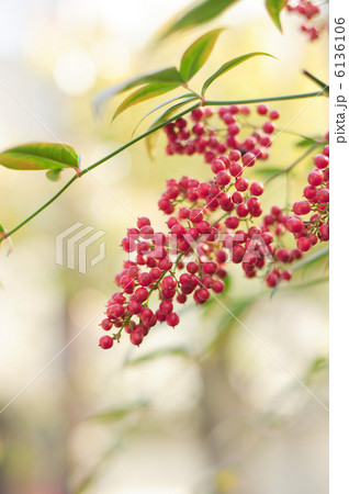 南天の実 6136106