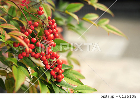 南天の実 6136108