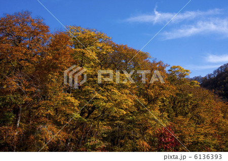 大山の紅葉 6136393