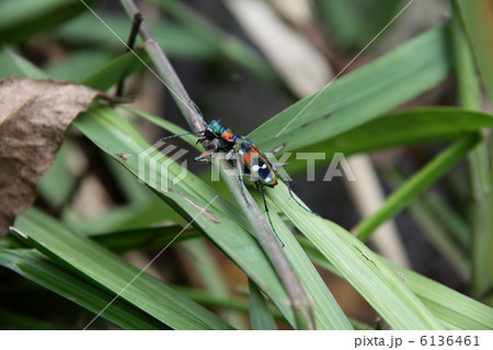 ハンミョウ 6136461