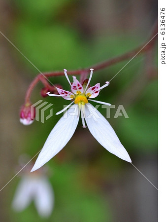 ユキノシタ 6136476