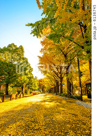 横浜山下公園前のイチョウ並木 横浜市中区 の写真素材