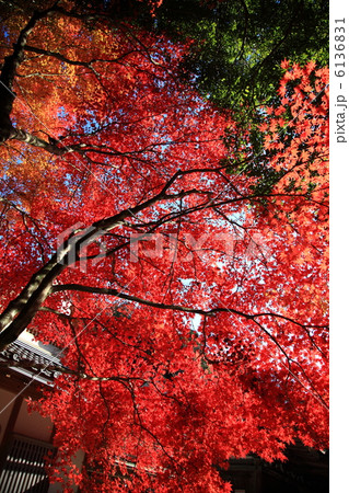 西明寺紅葉 6136831