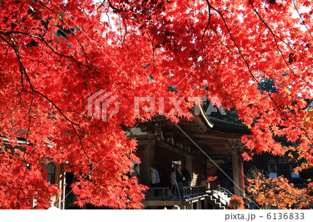 西明寺紅葉 西明寺紅葉 6136833