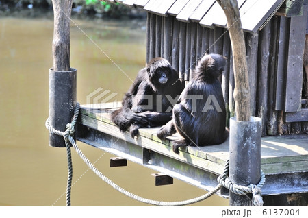 クロテナガザル 6137004