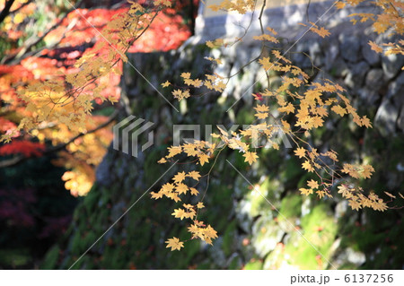 西明寺表参道 6137256