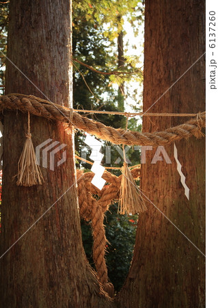 西明寺千年夫婦杉 6137260