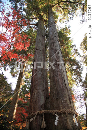 西明寺千年夫婦杉 6137262