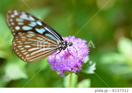 蝶の楽園 6137312