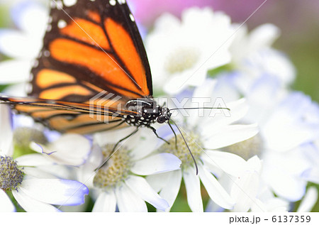蝶の楽園 6137359