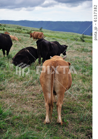 牛の放牧 牛の放牧 6137382