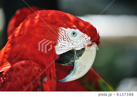 アカコンゴウインコ 6137388