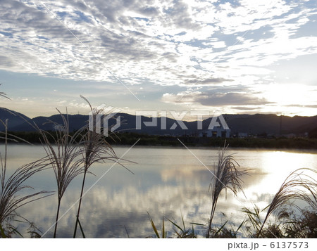 秋風にススキがそよぐ鴨川の朝 6137573