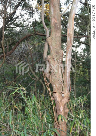 鹿害 鹿害 6137720