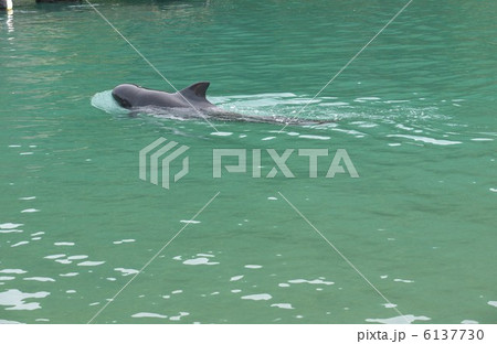 クジラの博物館 6137730