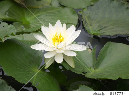 白蓮 6137734