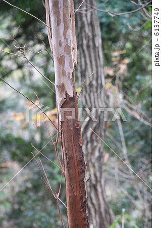 鹿害 鹿害 6137749