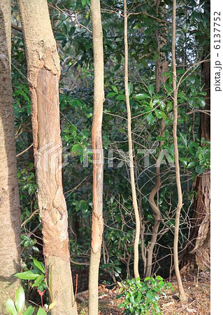 鹿害 鹿害 6137752