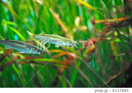 淡水魚 淡水魚 6137883