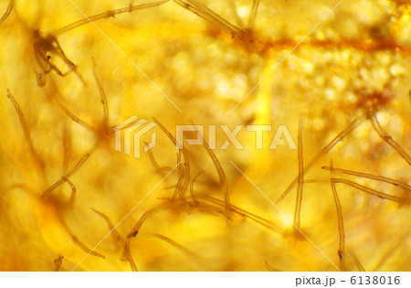 Beech leaf under the microscope, background. (Quercus) 6138016