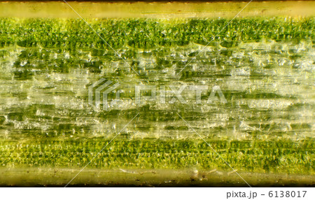 Pine needles under the microscope, background. (Pinus) 6138017
