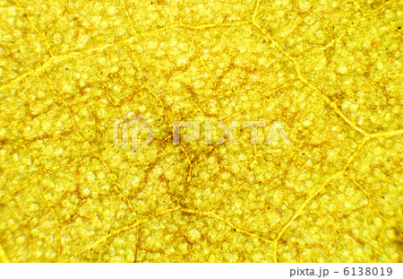 Hibiscus needles under the microscope, background. (Hibiscus) 6138019