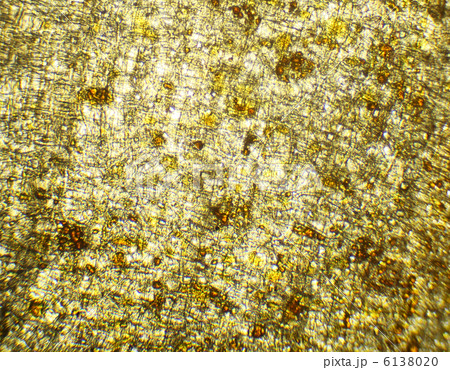 Onion under the microscope, background. (Allium cepa) 6138020